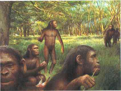 <i>Homo habilis</i>